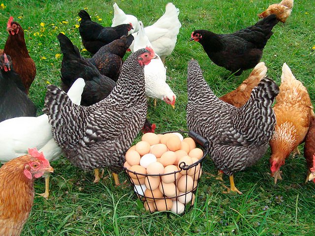 Содержание кур и уход за ними | ЗооТом - продажа, вязка и услуги для животных в Мценске