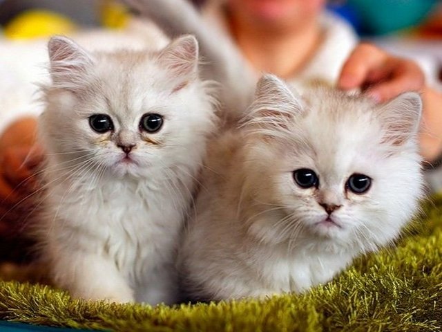 Породы кошек в Мценске | ЗооТом портал о животных
