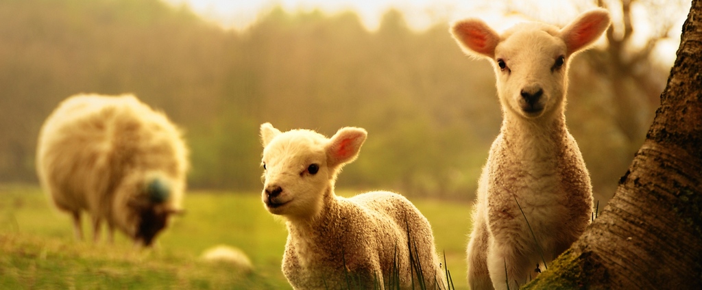 Объявления о сельскохозяйственных животных | ЗооТом - продажа, вязка и услуги для животных в Мценске