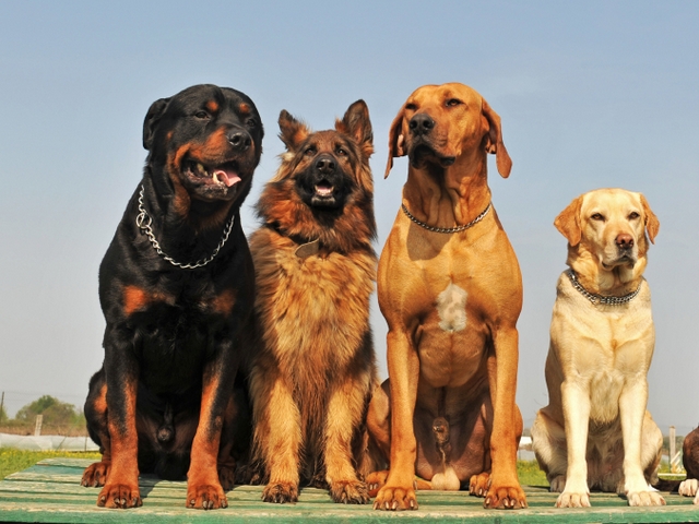 Крупные породы собак в Мценске | ЗооТом портал о животных