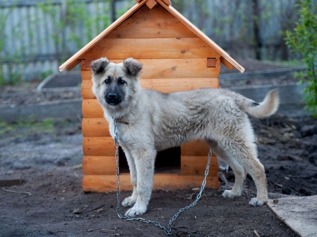 Все о собаках в Мценске